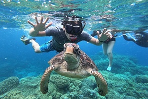 アポ島でウミガメと一緒にシュノーケリング。ドゥマゲテからすぐ