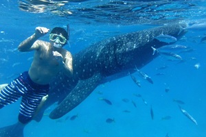 セブ島オスロブのジンベイザメ。ドゥマゲテからボートですぐ