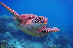 アポ島でウミガメと泳げる人気スポット。フィリピン留学やドゥマゲテ留学（ドゥマゲッティ）中に訪れたいおすすめ観光地で、透明度の高い海とサンゴが魅力。