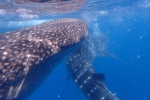 オスロブのジンベエザメ体験。フィリピン留学やドゥマゲテ留学（ドゥマゲッティ）から短時間で行ける人気観光地で、セブ留学希望者にもおすすめのアクティビティ。