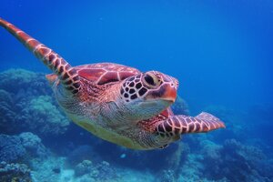 アポ島でウミガメと泳ぐ。フィリピン留学中の週末観光で体験できる感動の瞬間