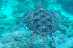 シュノーケリングを満喫。フィリピン留学の週末はドゥマゲテ近郊の海で観光三昧