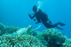 野生のウミガメに遭遇。ドゥマゲテ留学ならアポ島へのアクセスも格安でスムーズ