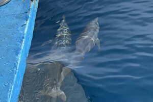 イルカと並走する感動体験。フィリピン留学中の週末観光をさらに楽しく