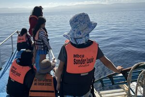 野生のイルカに遭遇。ドゥマゲテ近郊観光で体験できるドルフィンウォッチング