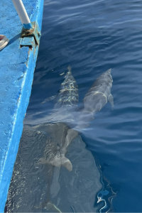 マンフヨドのホワイトサンドバーでのドルフィンウォッチング