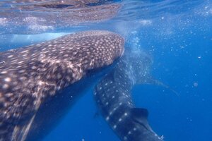 オスロブでジンベイザメと泳ぐ。セブ留学でも人気の観光地にドゥマゲテからもアクセス