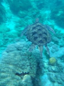 フィリピン留学でアポ島シュノーケリング中にウミガメと遭遇