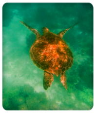 シュノーケリング中にウミガメと出会う瞬間、フィリピン留学の海の魅力