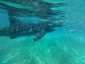 ジンベエザメと周囲の魚たちを捉えた水中写真、オスロブでのダイビング体験