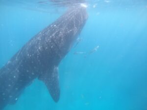 オスロブでジンベエザメと出会う瞬間、ドゥマゲテからのアクセスが便利な体験