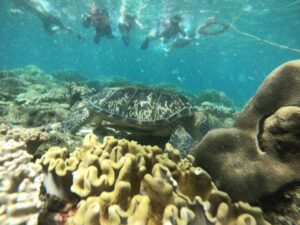 シュノーケリングで撮影したサンゴの写真、フィリピン留学の海の魅力