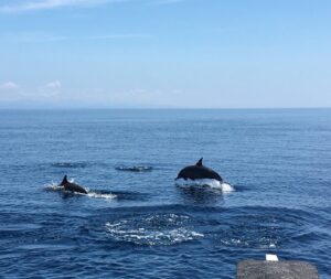 ドルフィンウォッチングでイルカが跳ねる瞬間、家族の思い出（フィリピン留学）