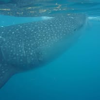 カズさんがフィリピン留学中にオスロブでジンベイザメと泳いだ写真。ドゥマゲテ留学ならではの観光体験