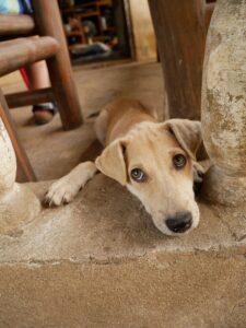 ナリさんがフィリピン留学中に浜辺で地引網漁を見学した際、おこぼれ魚を狙っていたローカル犬の写真。ドゥマゲテの穏やかな生活とローカル文化が伝わる